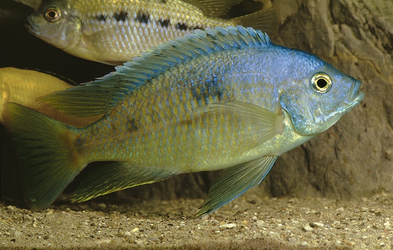 Otopharynx tetraspilus